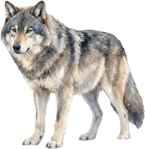 Loup gris